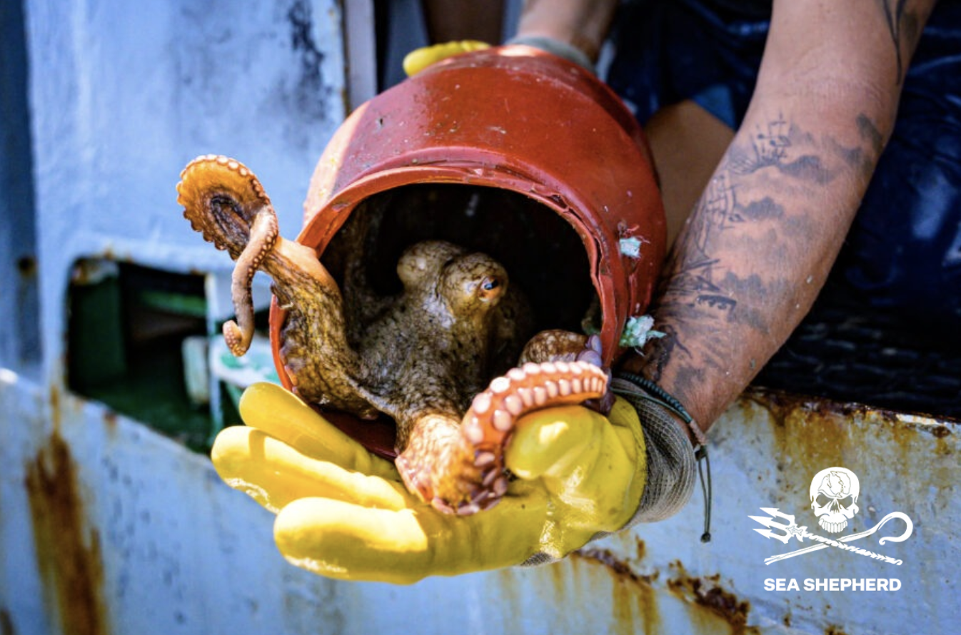 Before the last octopus + samtal med Sea Shepherd Sweden